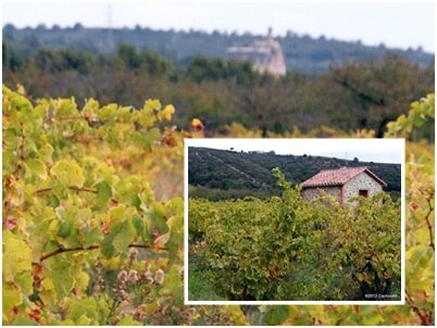 VIGNES