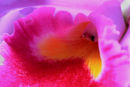 Orchidee plamingan ridge