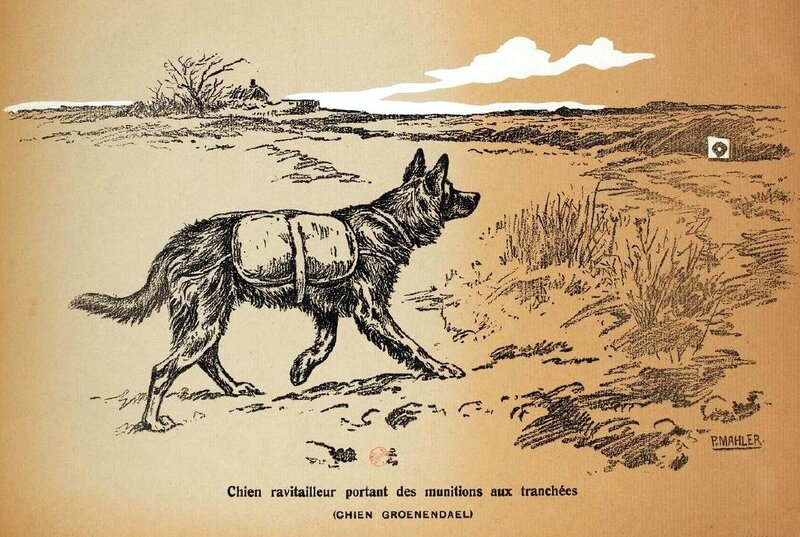 Chien ravitailleur9