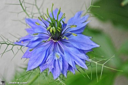 Nigelle-de-damas