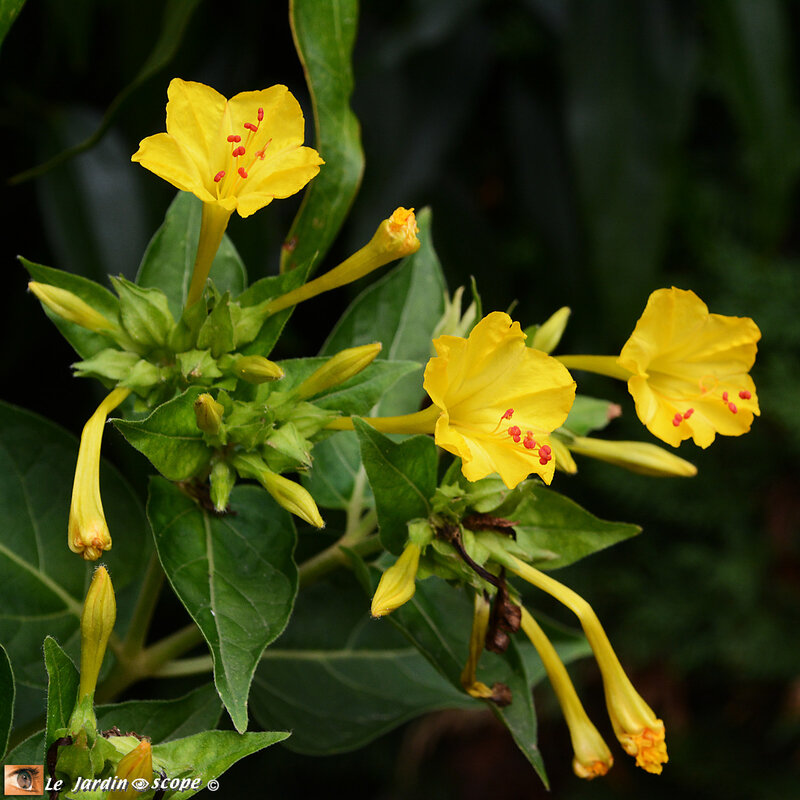 Mirabilis-Jalapa