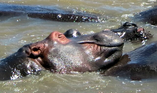 Hippo dodo