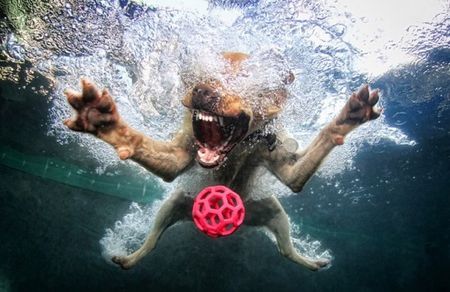 diving_dogs_photography11_550x357