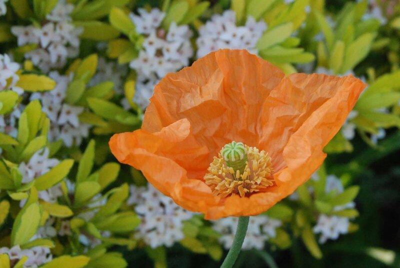 Papaver atlanticum 2