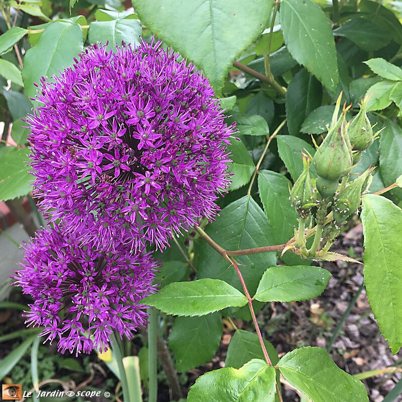 IMG_5973-Allium aflatunense-Sally-Holmes