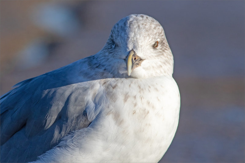 Aiguillon pointe St-Clément 071021 ym 30 oiseau goeland GP