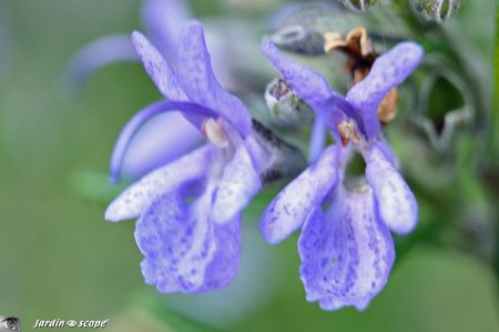 Fleurs-de-romarin