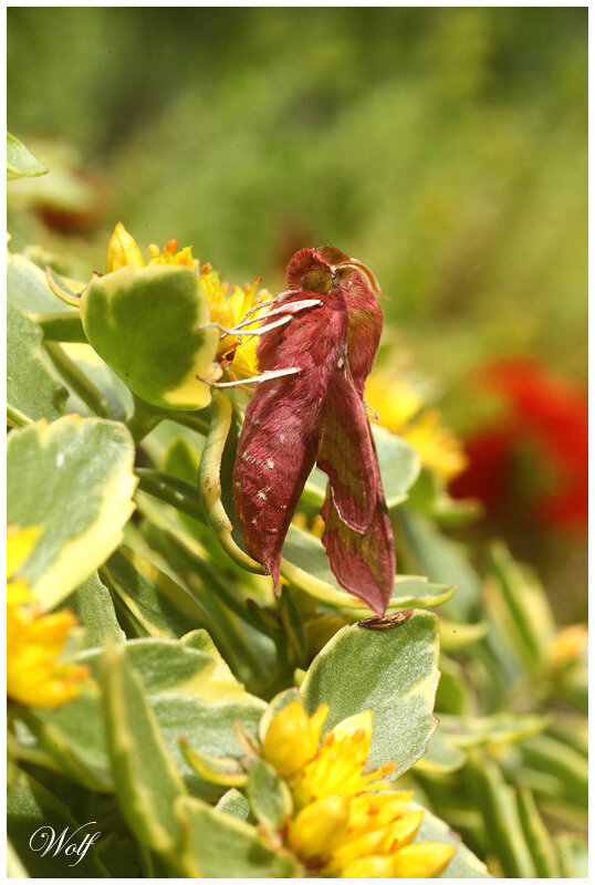 ptit-sphinx-vigne-19-01