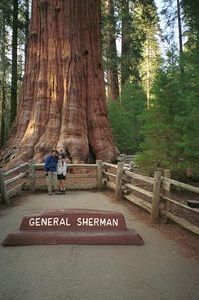 B18GeneralSherman001