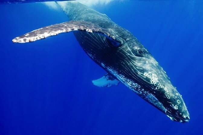 blue_whale_sonar