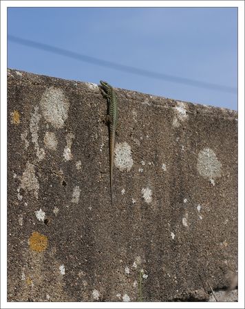 QM_lezard_murette_regarde_210410