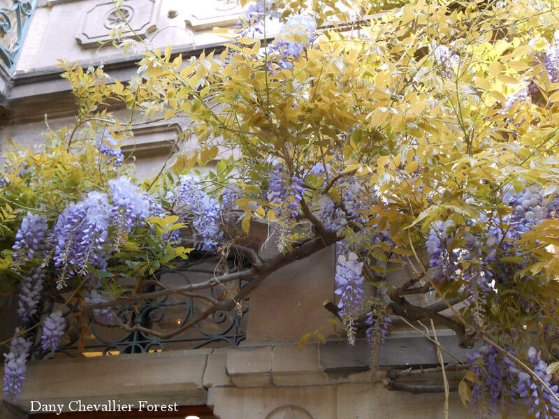 compo glycine2