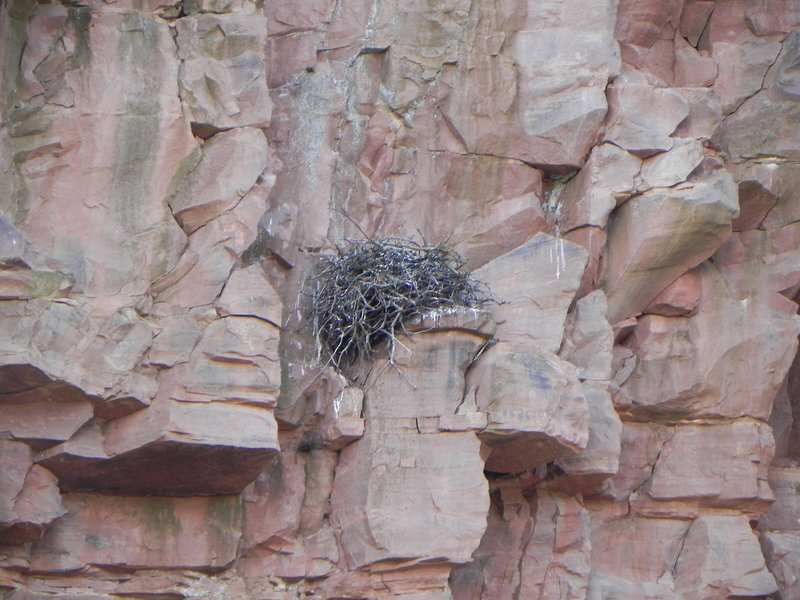 en-avril-2013-un-nid-de-grand-corbeau-dans-la-falaise-de-la-carriere-disparu-depuis-emporte-par-un-eboulis-de-pierres-photo-antoine-andr