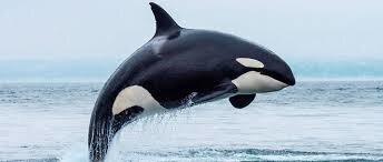 Résultat de recherche d'images pour "orques"