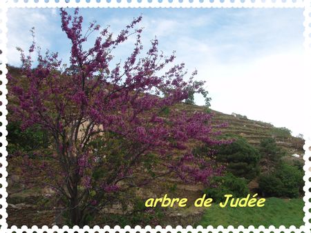 13_arbre_de_Jud_e_