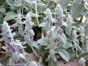 Epiaire laineux • Stachys byzantina lanata