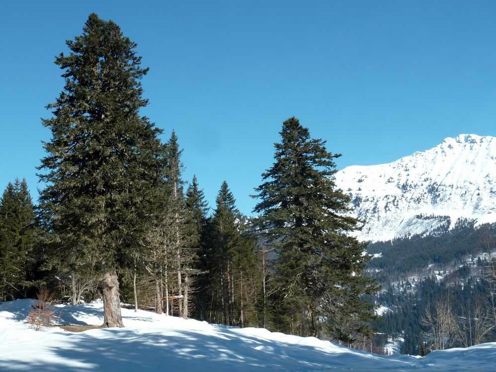 Les sapins Henri IV