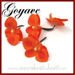 orchid_e_goyave