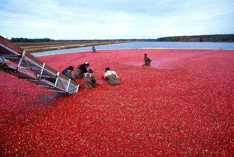 CranberriesRecolte