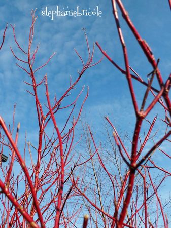 idée de déco avec des branches rouges, diy deco recup