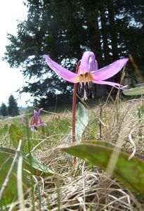 Erythronium