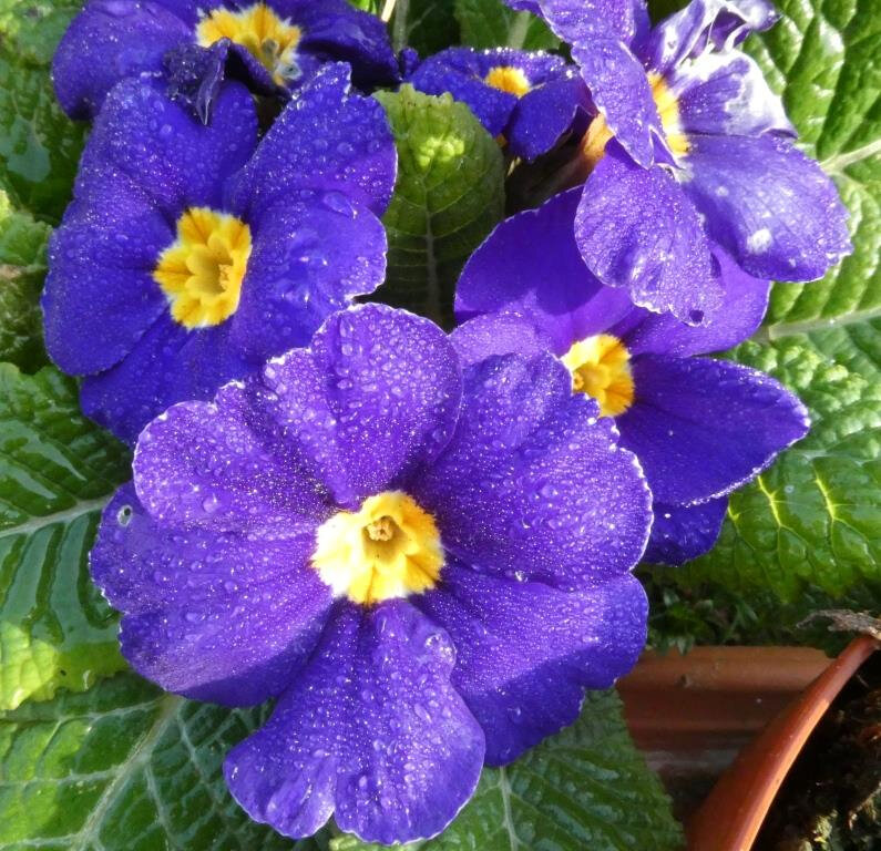 P1010605