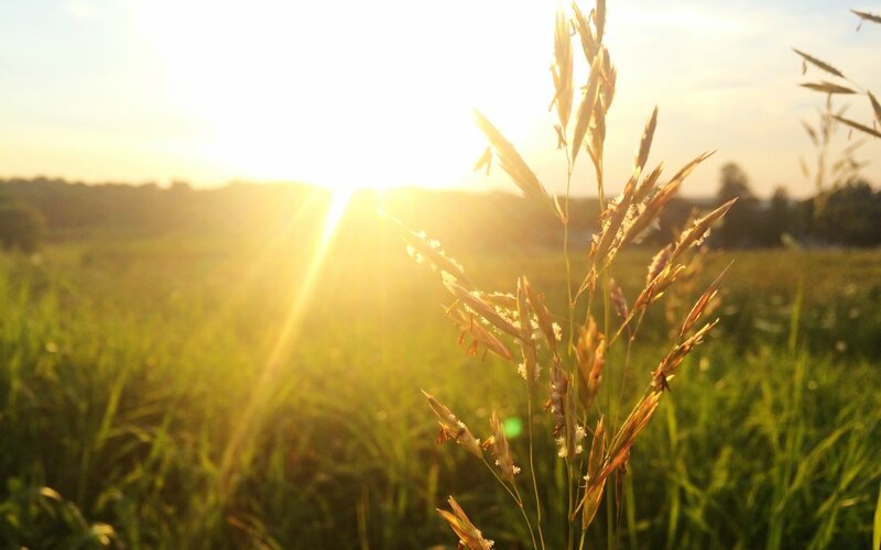 sunny-field-sun-grass-meadow-2880x1800