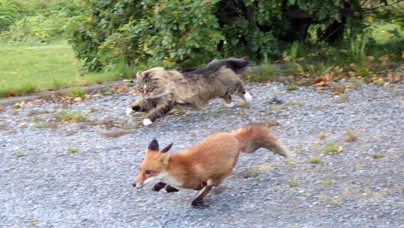 chat et renard
