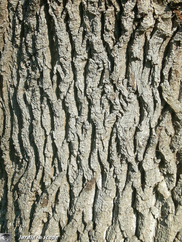 Chêne pédonculé • Quercus robur • Famille des Fagaceae