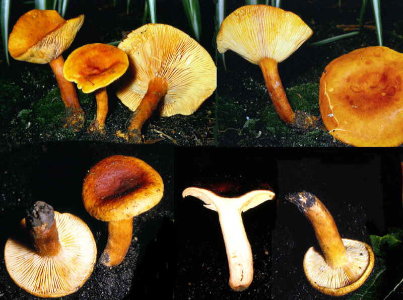 Lactarius fulvissimus gr