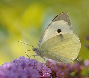 290px-ComputerHotline_-_Pieris_brassicae_(by)