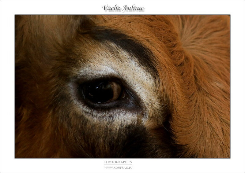 Photos JMP©Koufra 12 - Le Caylar - Aubrac - 28122019 - 0038