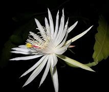 Epiphyllum5