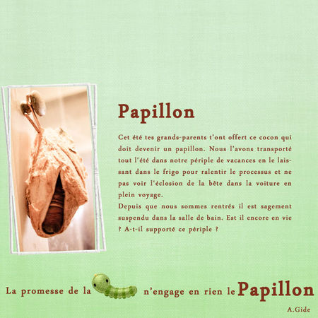 papillon_copie