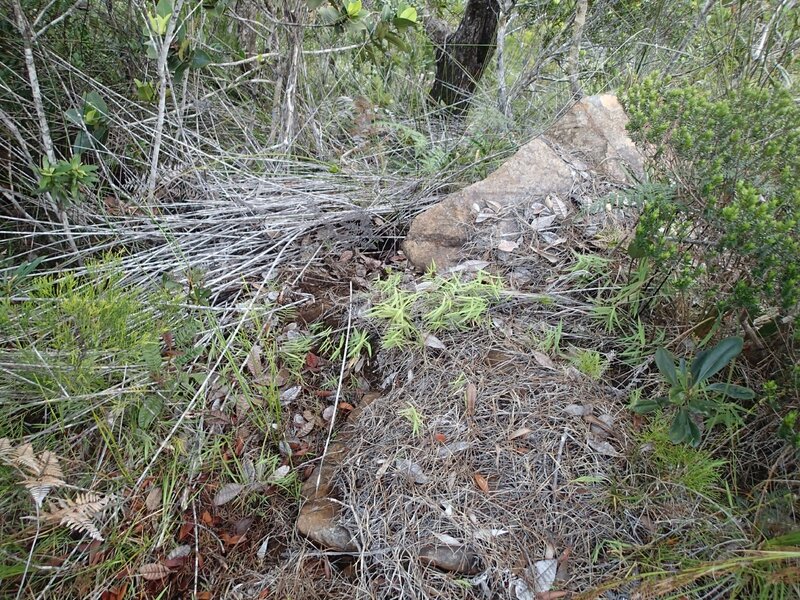 photo 33- Chaumes morts et plantules de G circinata