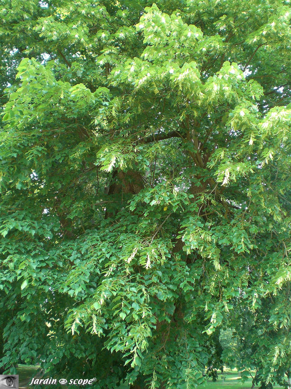 Tilleul • Tilia • Famille des Tiliaceae