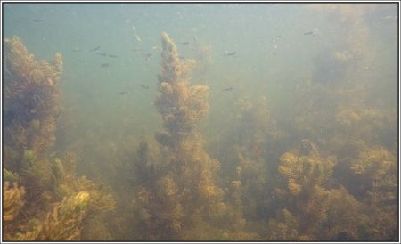 riviere_poissons_240710_3
