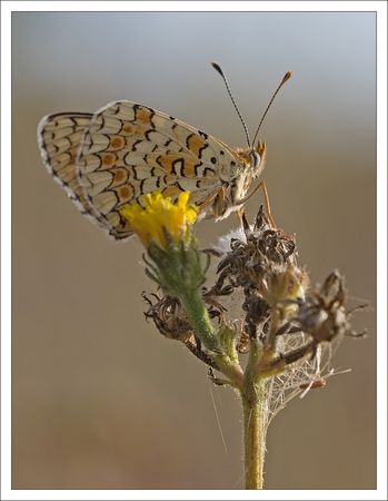 melitee_papill__fleur_jaune_apres_pluie_1_040810
