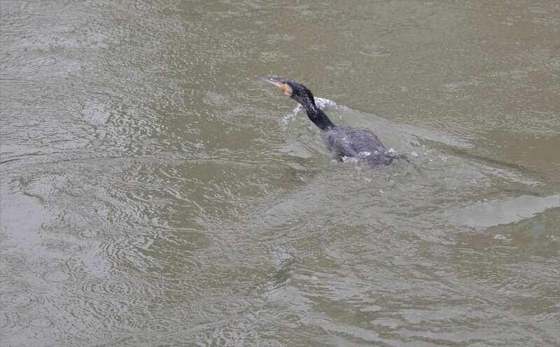 oiseau cormoran poisson pluie 3 120221