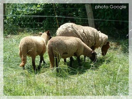 moutons ouessant têtes noires photo google