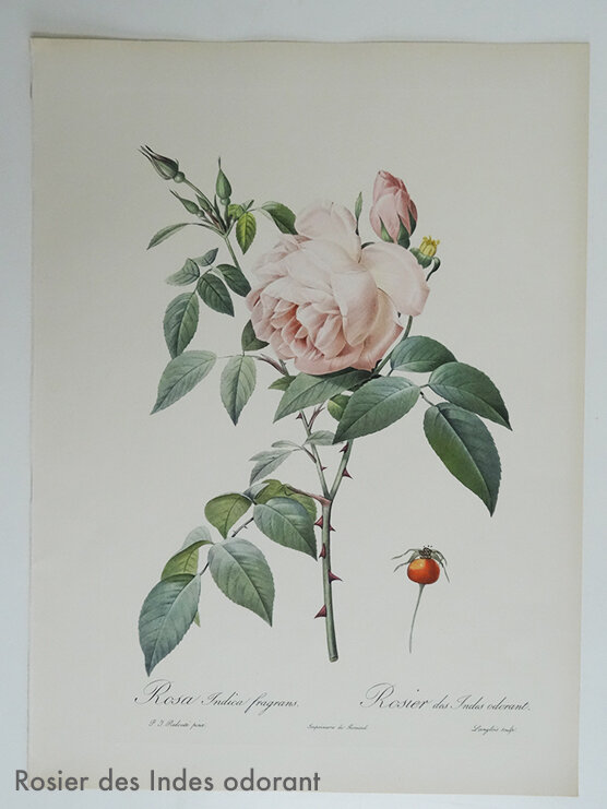 3 ROSIER des Indes odorant muluBrok