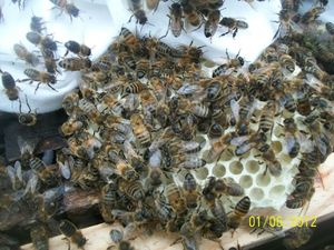 z'abeilles zhambry à Zoremy 013