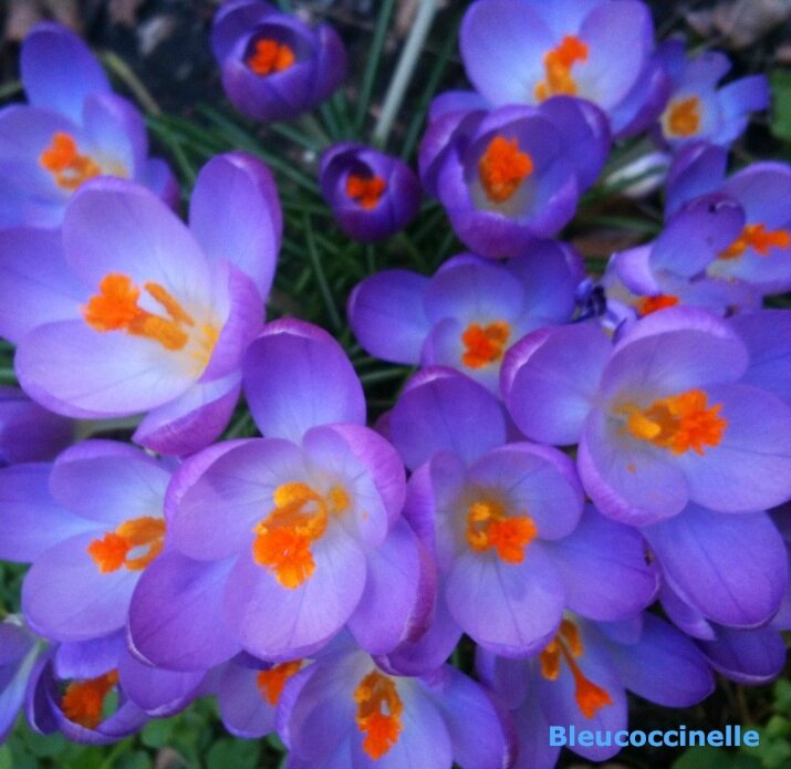 crocus mauves