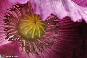 Jardin-François-0070