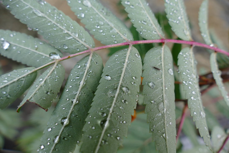 15105121102_179d2a6c79_b