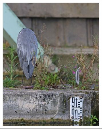 ville lulu heron matin incognito 170911