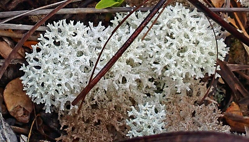 photo 44- Zoom sur lichen