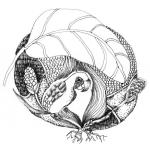poulet illustration Poline Harbali