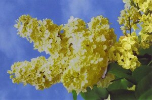 Yellow-Lilac1-300x198