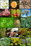 250px_Diversity_of_plants_image_version_3